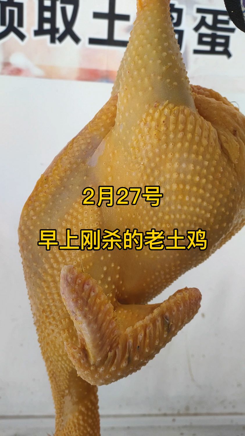 2月27号 这是早上刚刚杀的老土鸡,非常的漂亮,非常的好,老鸡主要就是好吃