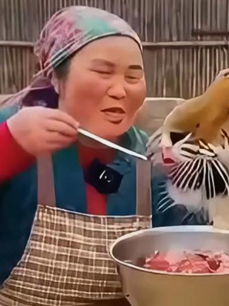 大妈喂老虎吃肉，就爱吃肥肉，吃得一身肥标