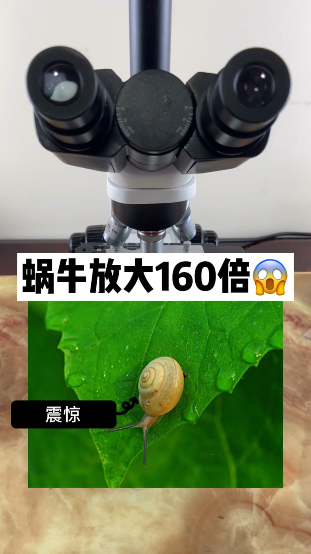 蜗牛放大160倍看看是什么样的
