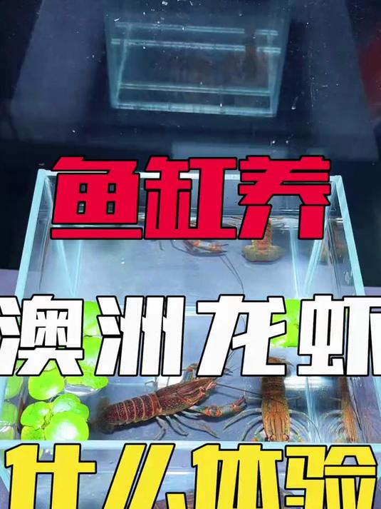 把澳洲龙虾放鱼缸里养，会是一种什么体验？