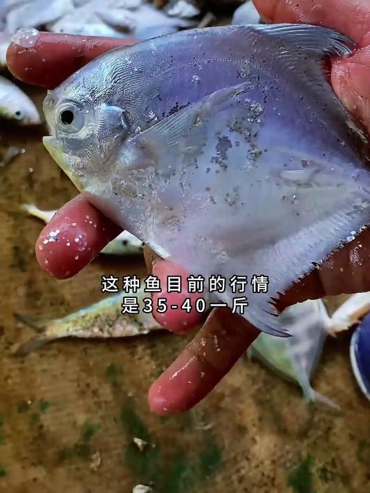 花14000元包船捕鱼！收获到不少，但怎么捕到这么多变异海鱼？