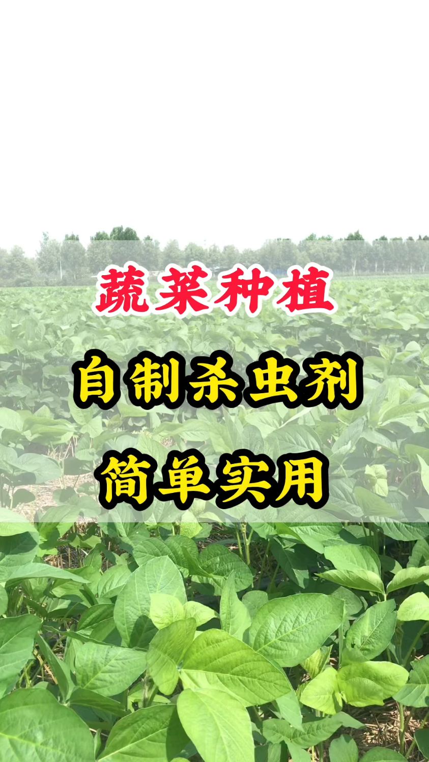 蔬菜种植,自制杀虫剂,简单实用