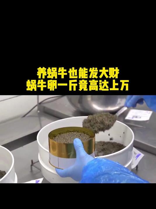 发大财的机会来了 传说一斤上万的白鱼子酱 平时竟然唾手可得