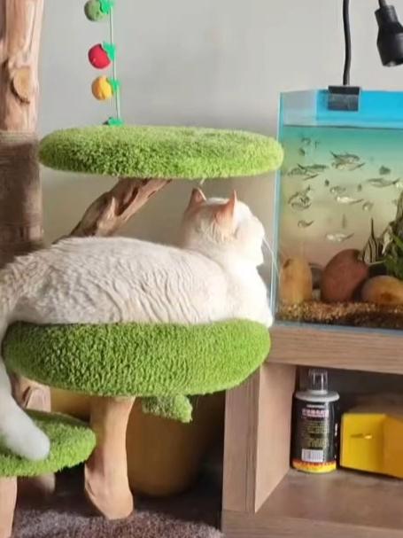 猫:一条鱼两条鱼三条鱼,狗:不分个高低,你就不知道谁是老大