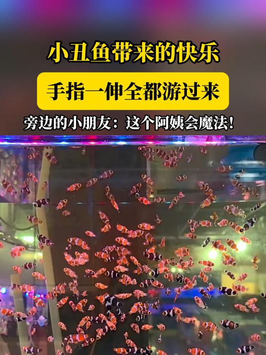 小丑鱼带来的快乐,手指一伸全都游过来