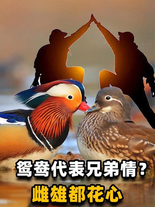 古时鸳鸯代表兄弟情?它们其实不讲贞洁,真正的鸳鸯是一种鸭子?
