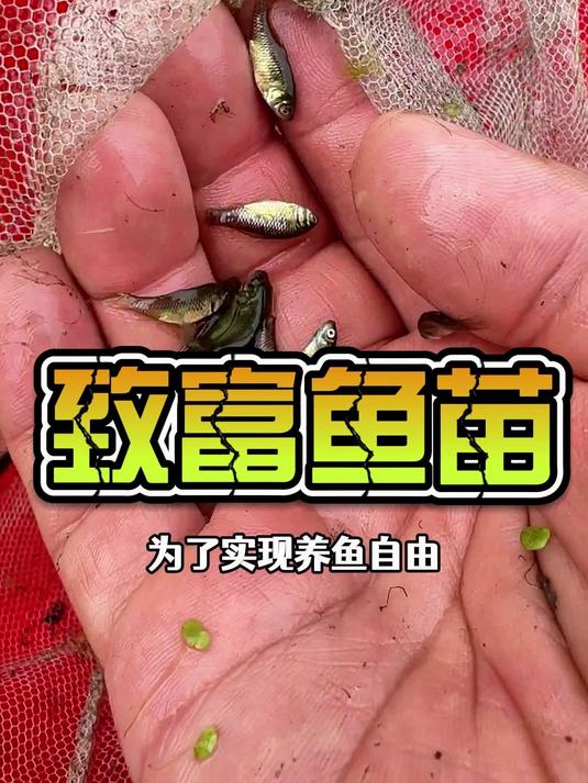 野采发现致富小妙招,捞到1000条鲫鱼苗子,实现财富自由