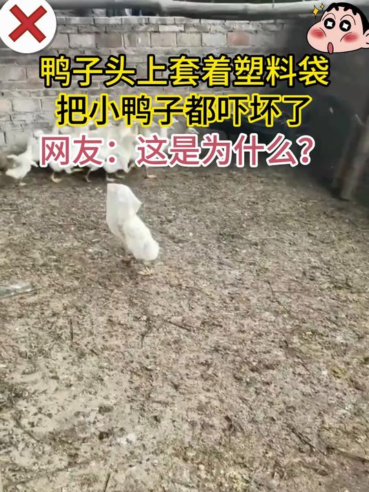 鸭子头上套着塑料袋 把小鸭子都吓坏了 网友:这是为什么?