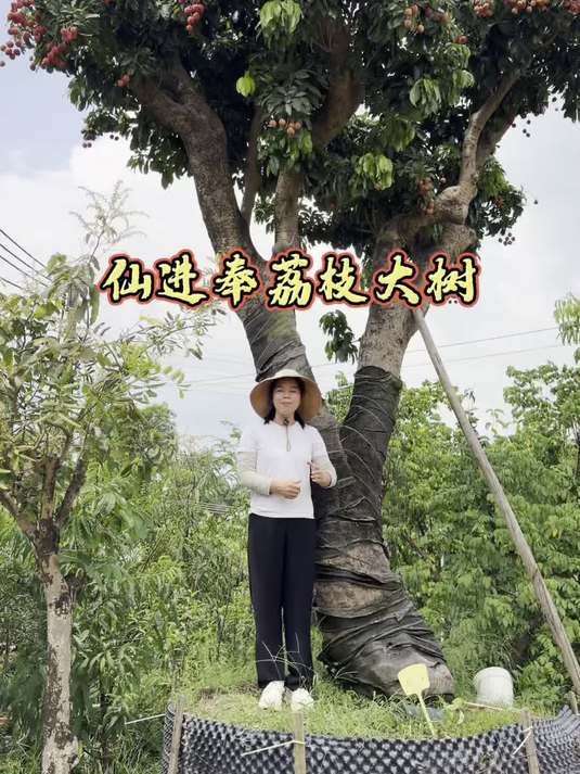 仙进奉荔枝 果肉非常独特 有糯米糍的软糯又有桂味荔枝的香甜