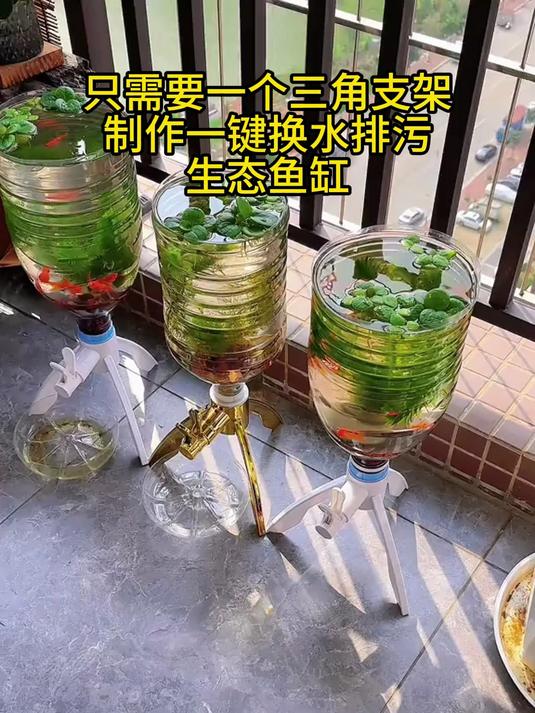 三分钟制作一个简易生态鱼缸，换水排污非常简单