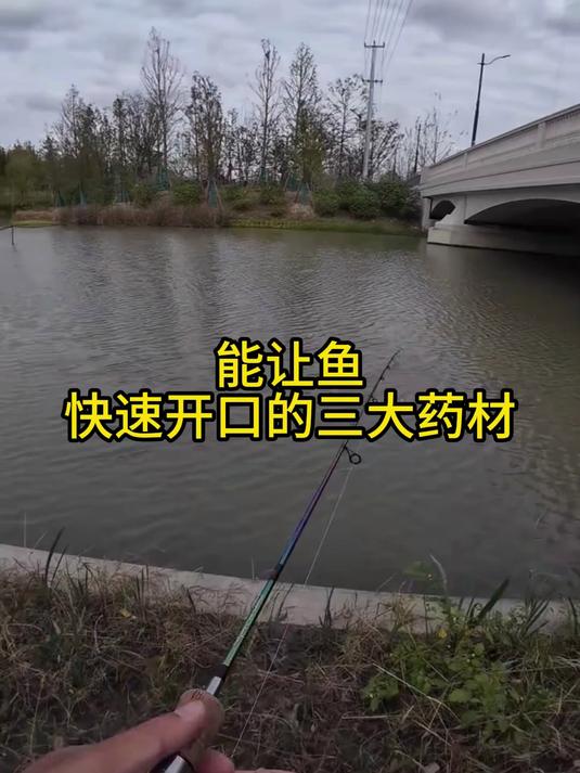 钓鱼秘方大公开,促使鱼儿迅速开口的三大药材