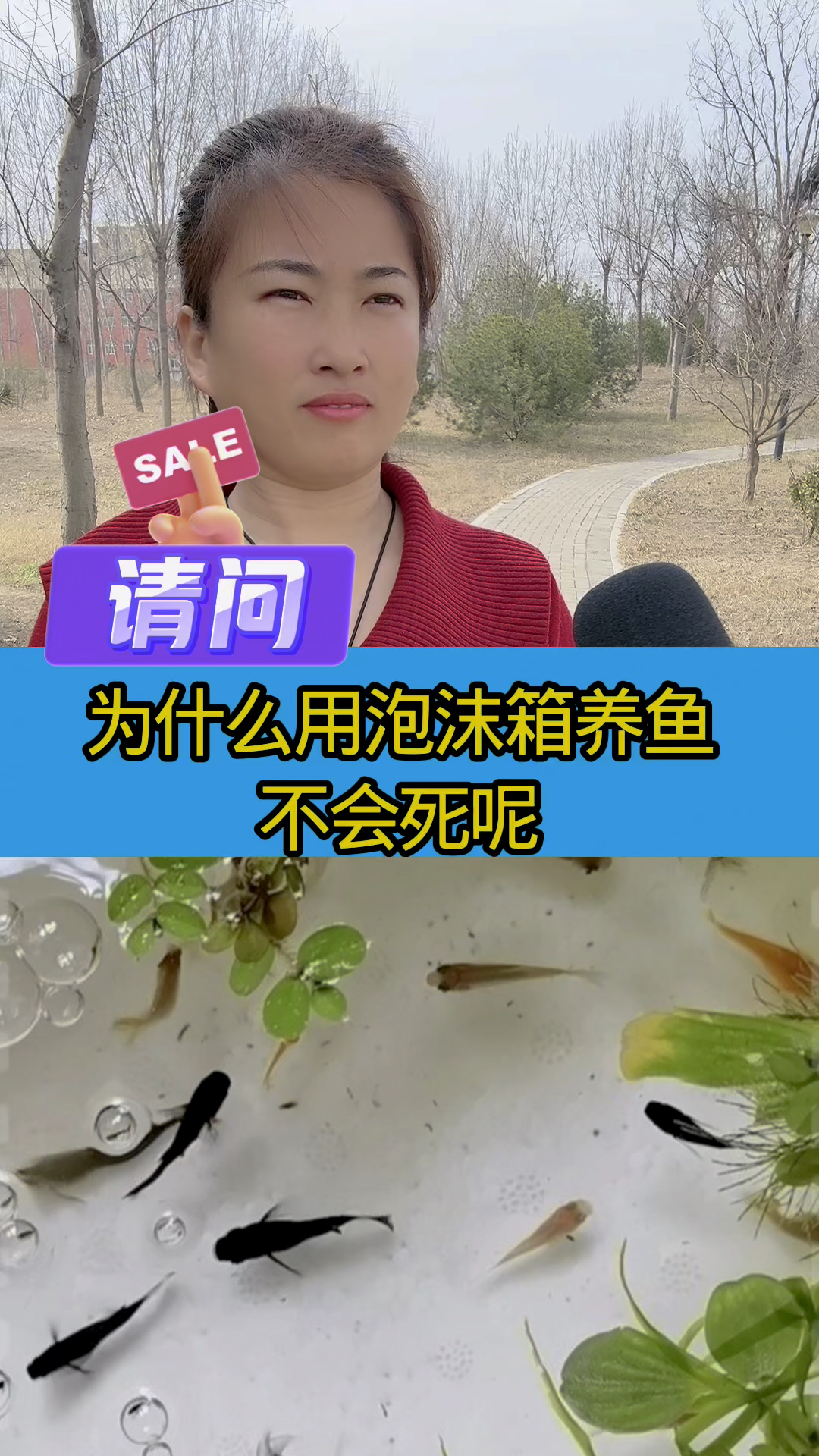 为什么用泡沫箱养鱼不会死