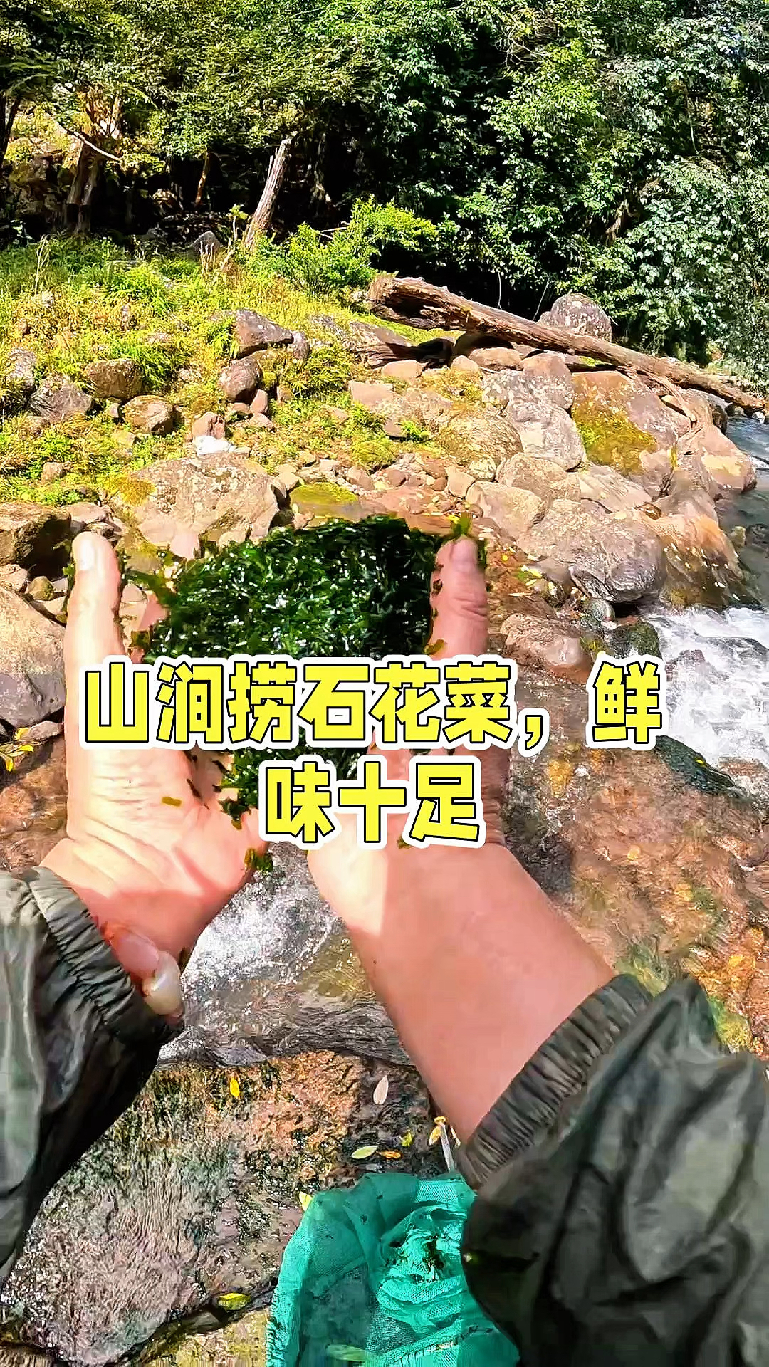 山涧捞石花菜,鲜味十足!