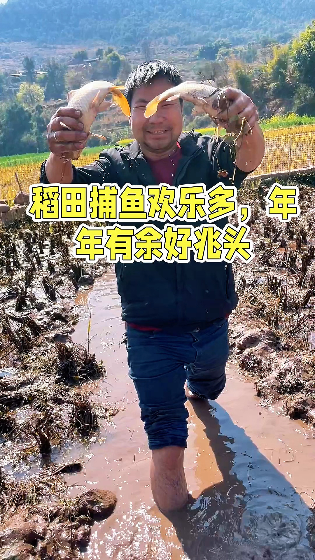 稻田捕鱼欢乐多,年年有余好兆头
