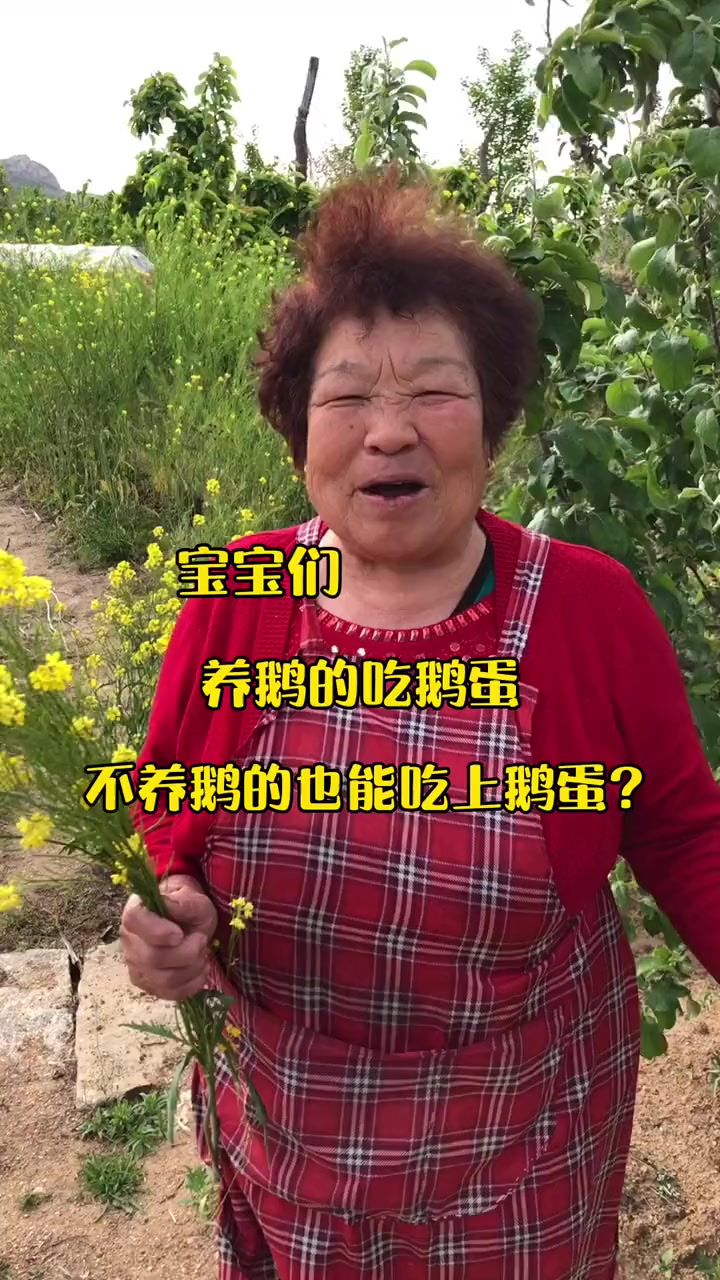 在农村鹅在山上找东西吃,走到哪蛋下到哪,谁捡到是谁的