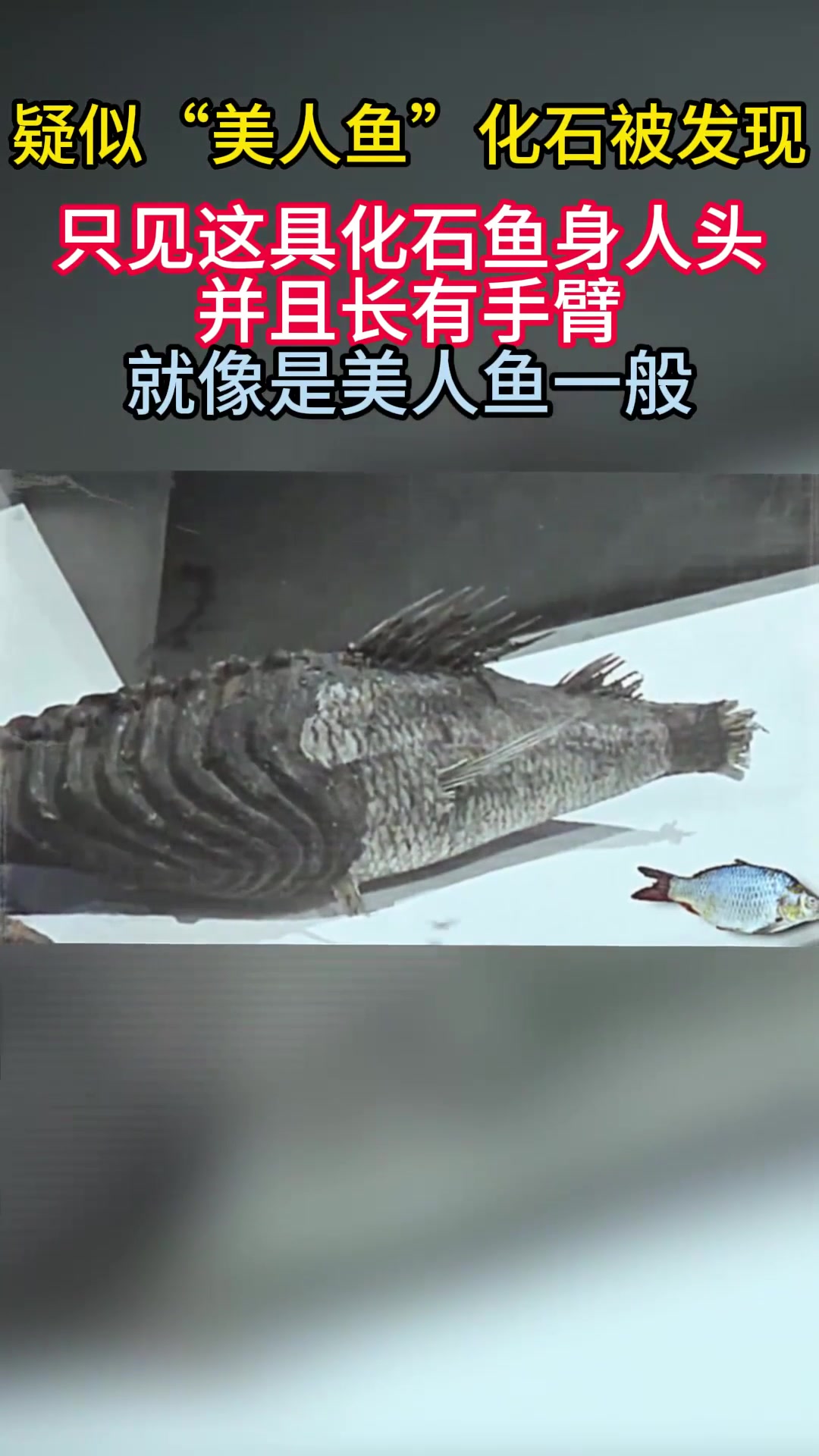 疑似“美人鱼”化石被发现