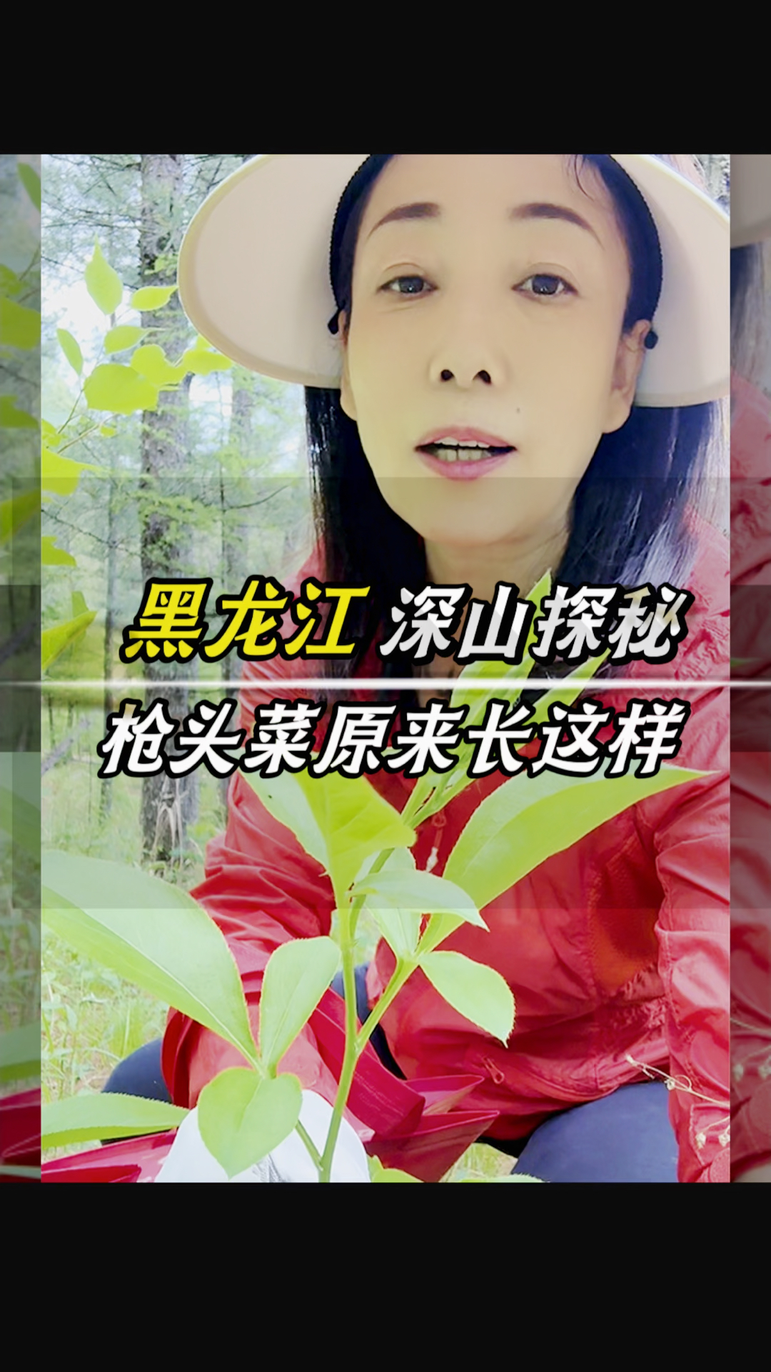 进山挖宝!这些野菜、药材藏在森林里