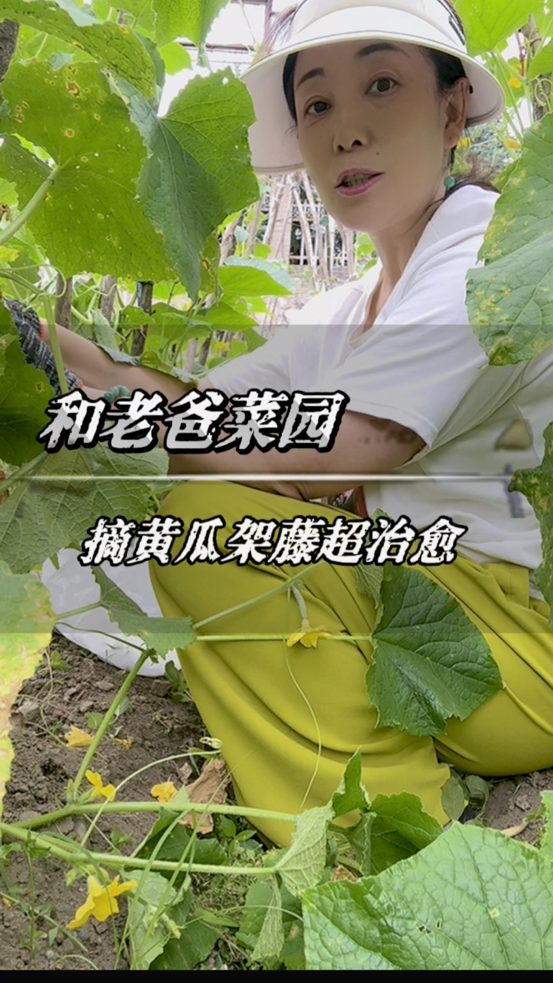 和老爸菜园忙活!摘黄瓜架藤超治愈