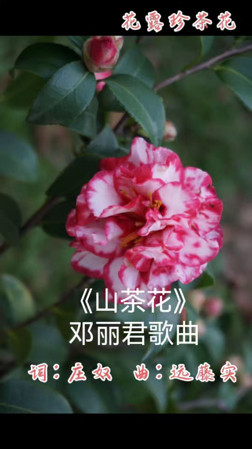 歌曲《山茶花》邓丽君演唱，茶花品种大全欣赏
