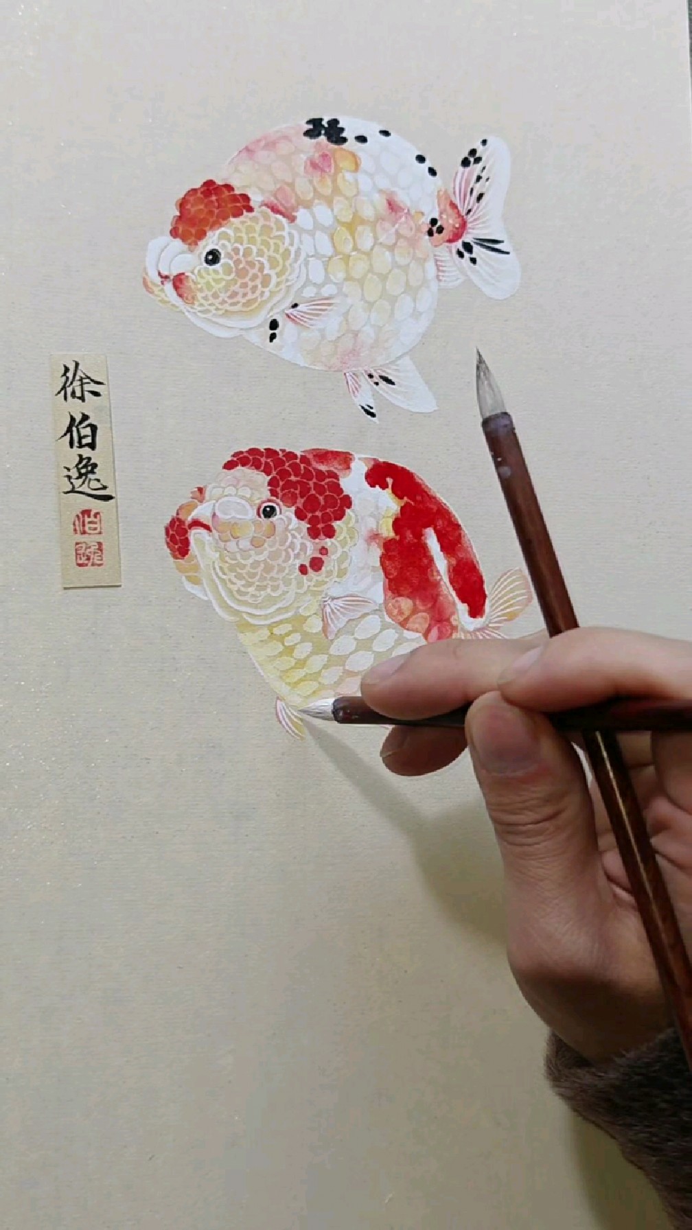 画一条可爱的兰寿金鱼