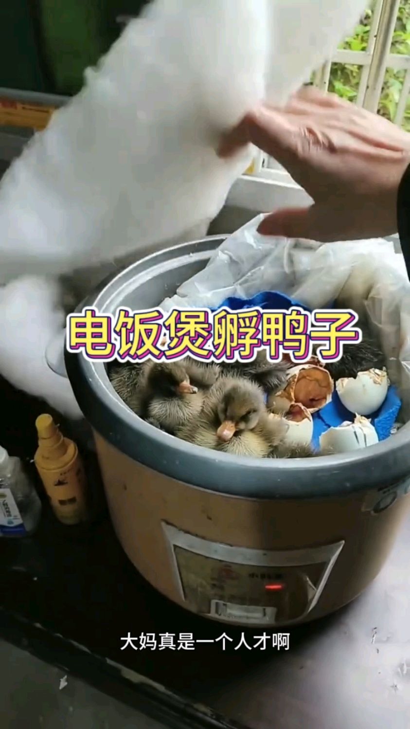 用电饭煲孵化小鸭子,那是真的很不错呀