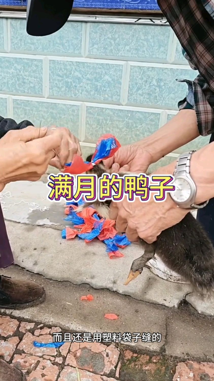 给满月的鸭子扎花,真的太有个性了吧