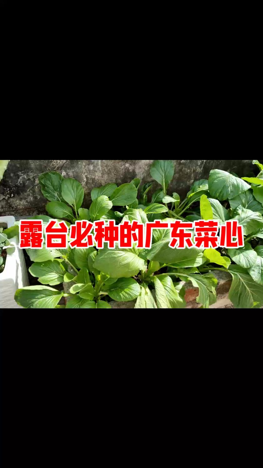 露台推荐种广东菜心生长周期短,30天左右可以采摘