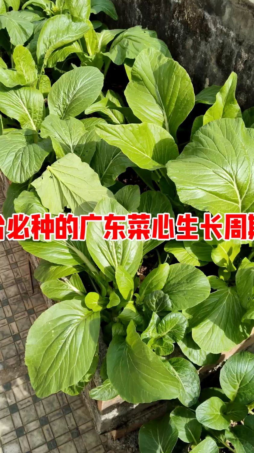 露台种植的广东菜心,周期28天,推荐大家种植