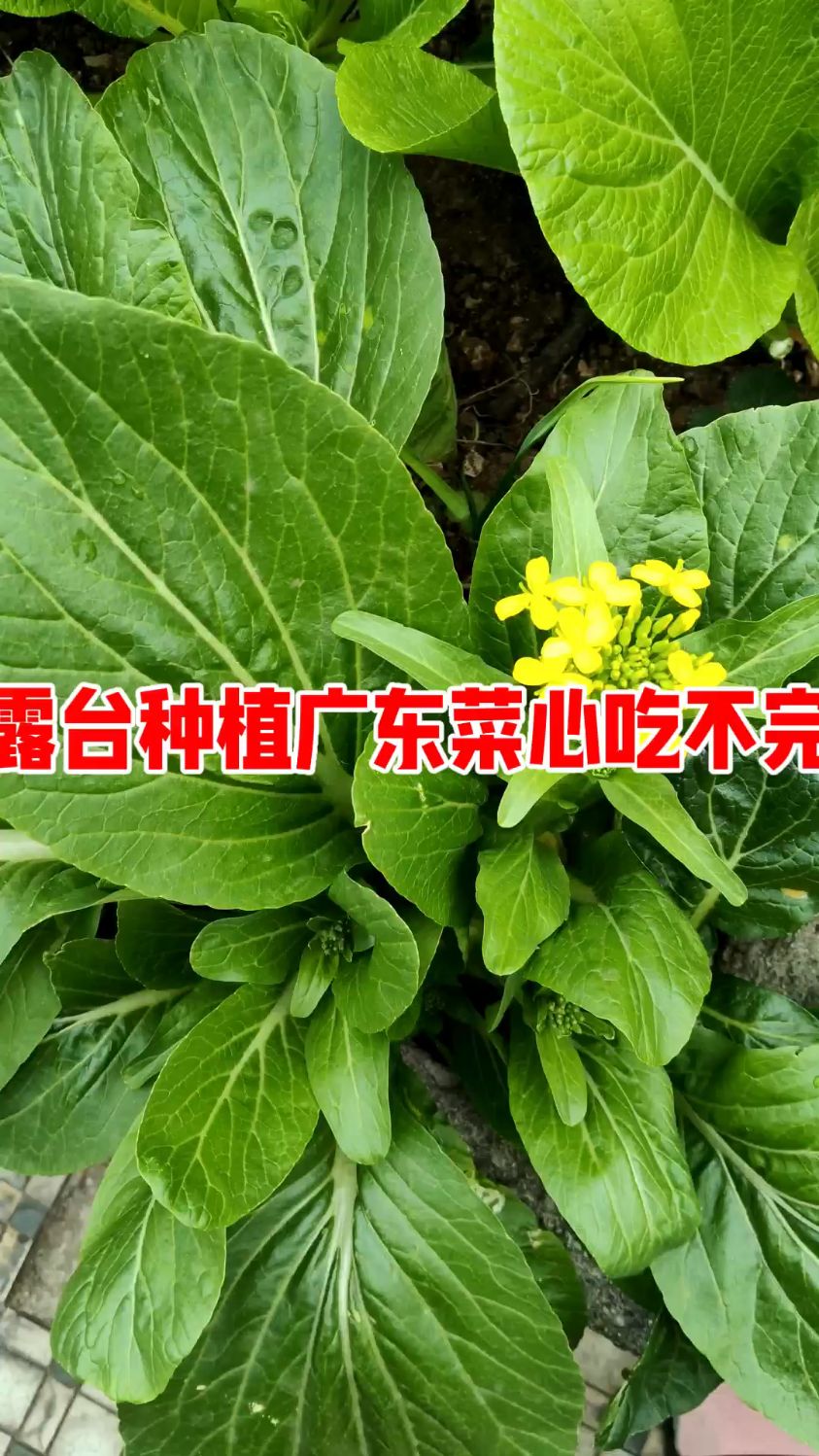 露台必要种的这个菜心,清脆爽口,有露台种植千万不要错过