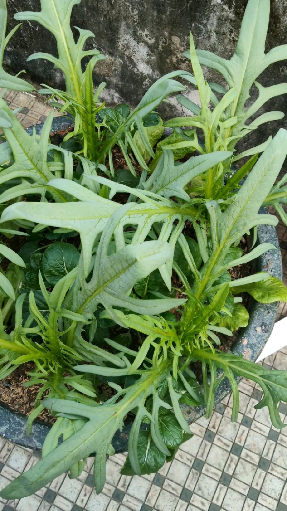 南北方一年四季都可以种的菜,阳台盆栽特别推荐