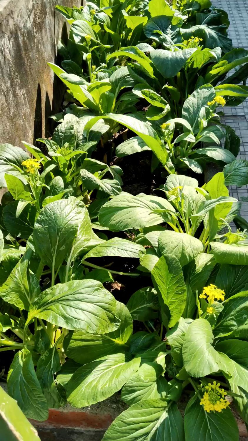 南北方阳台都可以种植的广东菜心大全。生长周期短。可吃可看花美