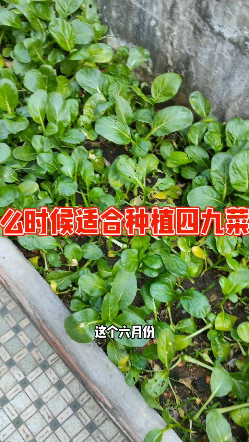 阳台盆栽种植的广东四九菜心生长期短口感不错。阳台盆栽种植首选