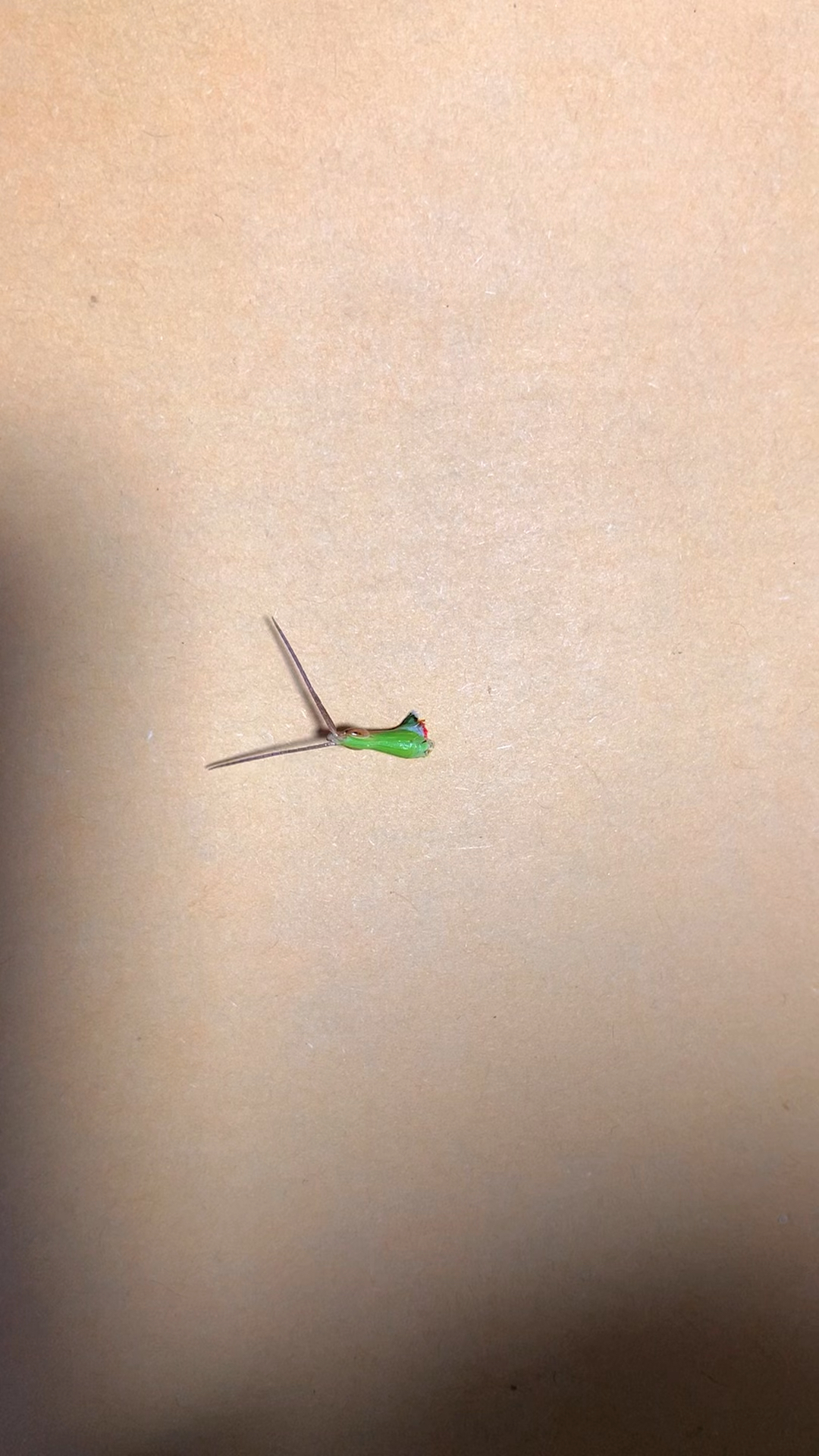 这盒七八种口味的老式果子,除了这颗糖,你们知道马蹄酥吗?