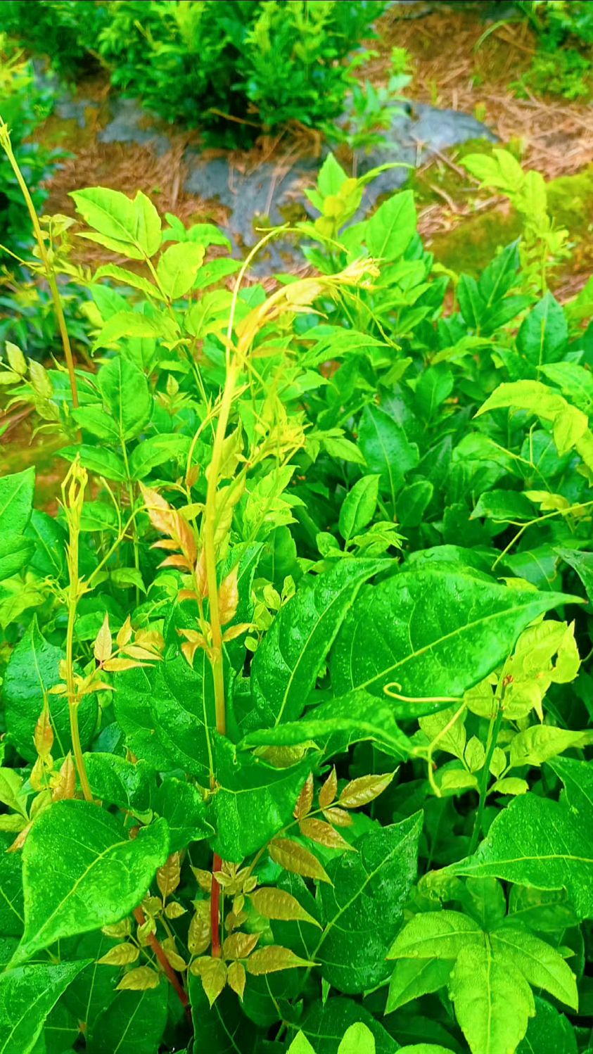 湘西莓茶生加工全过程