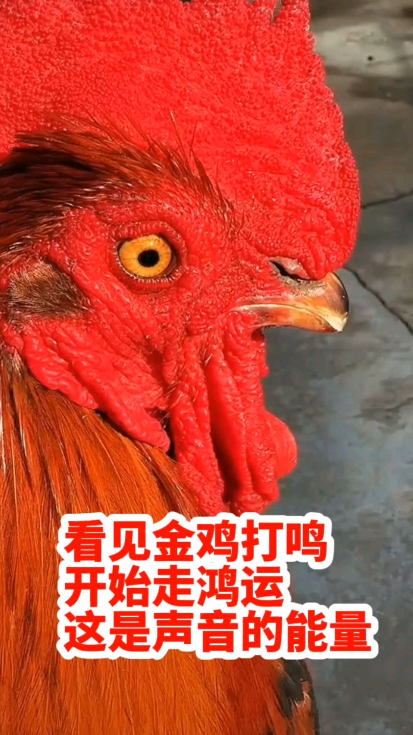 刷到就是缘分，遇见金鸡打鸣好运到