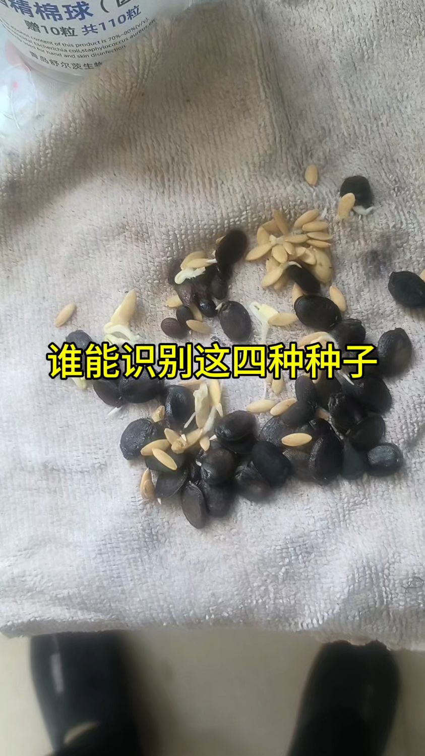 谁认识这四种种子?