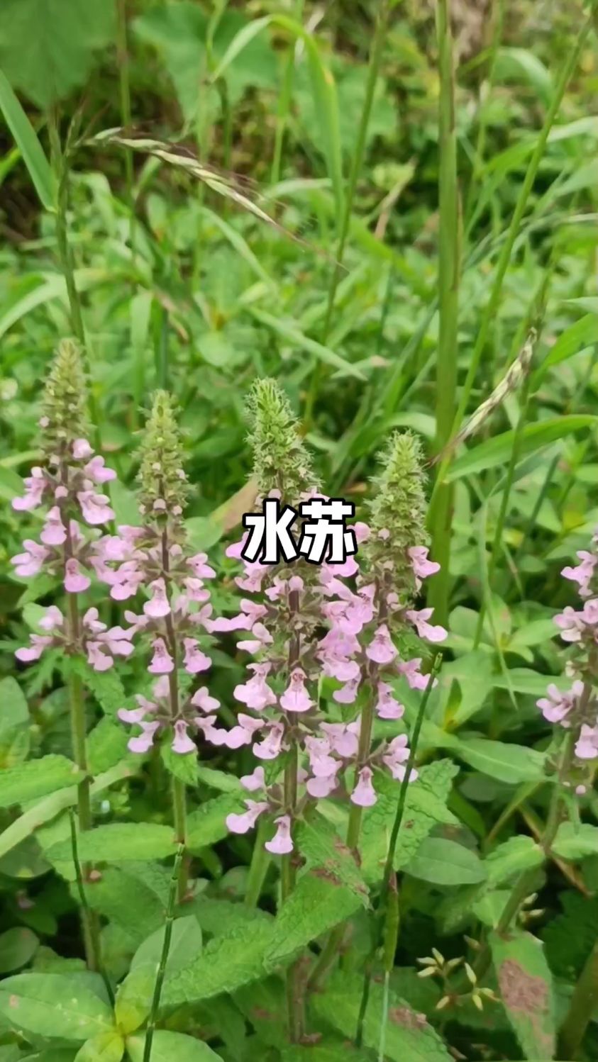 水边翡翠,隐藏千年的野菜新宠——水苏你认识吗?