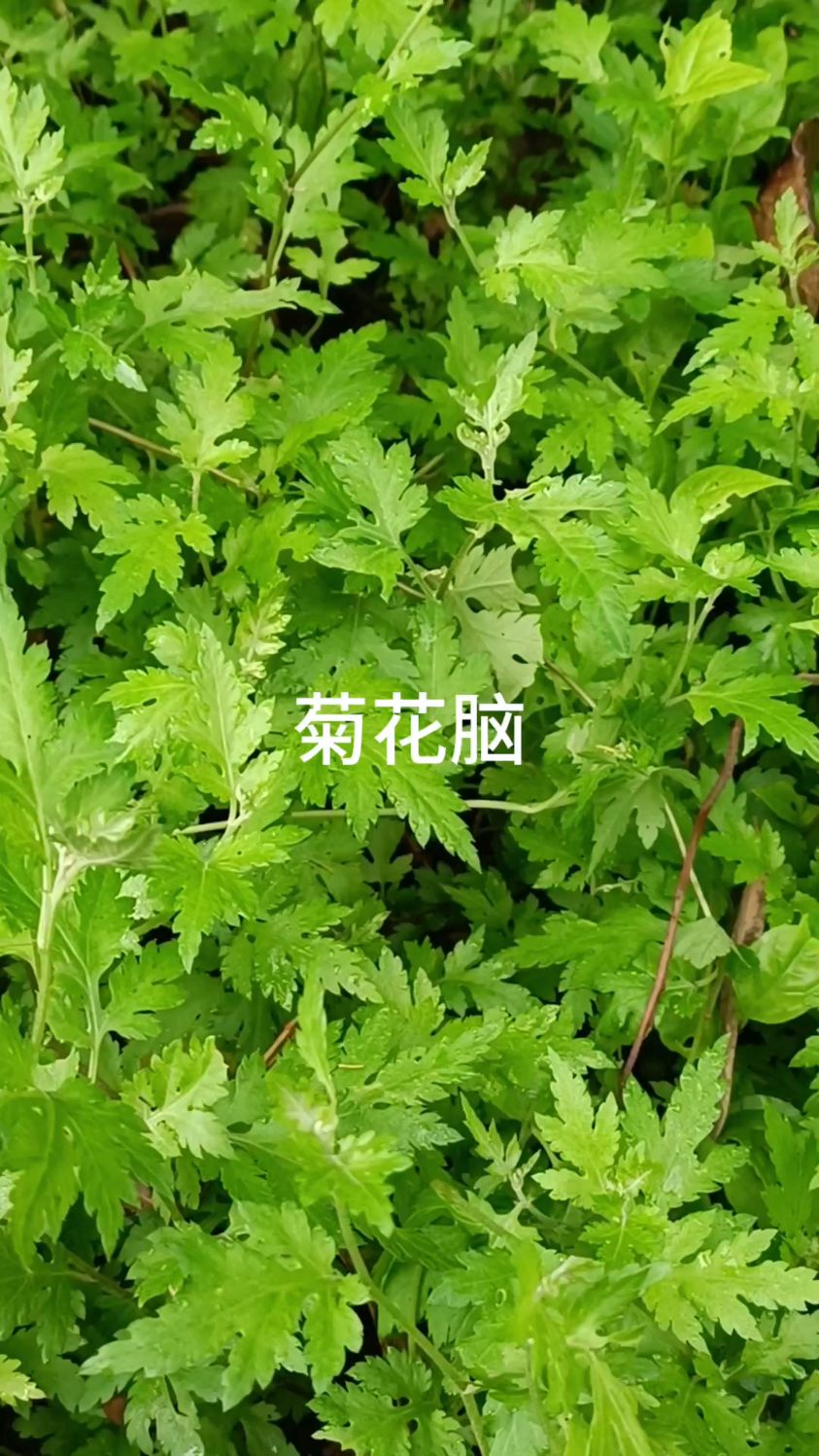 它是当下最热门的野菜,南方人一辈子都心心念念的野菜