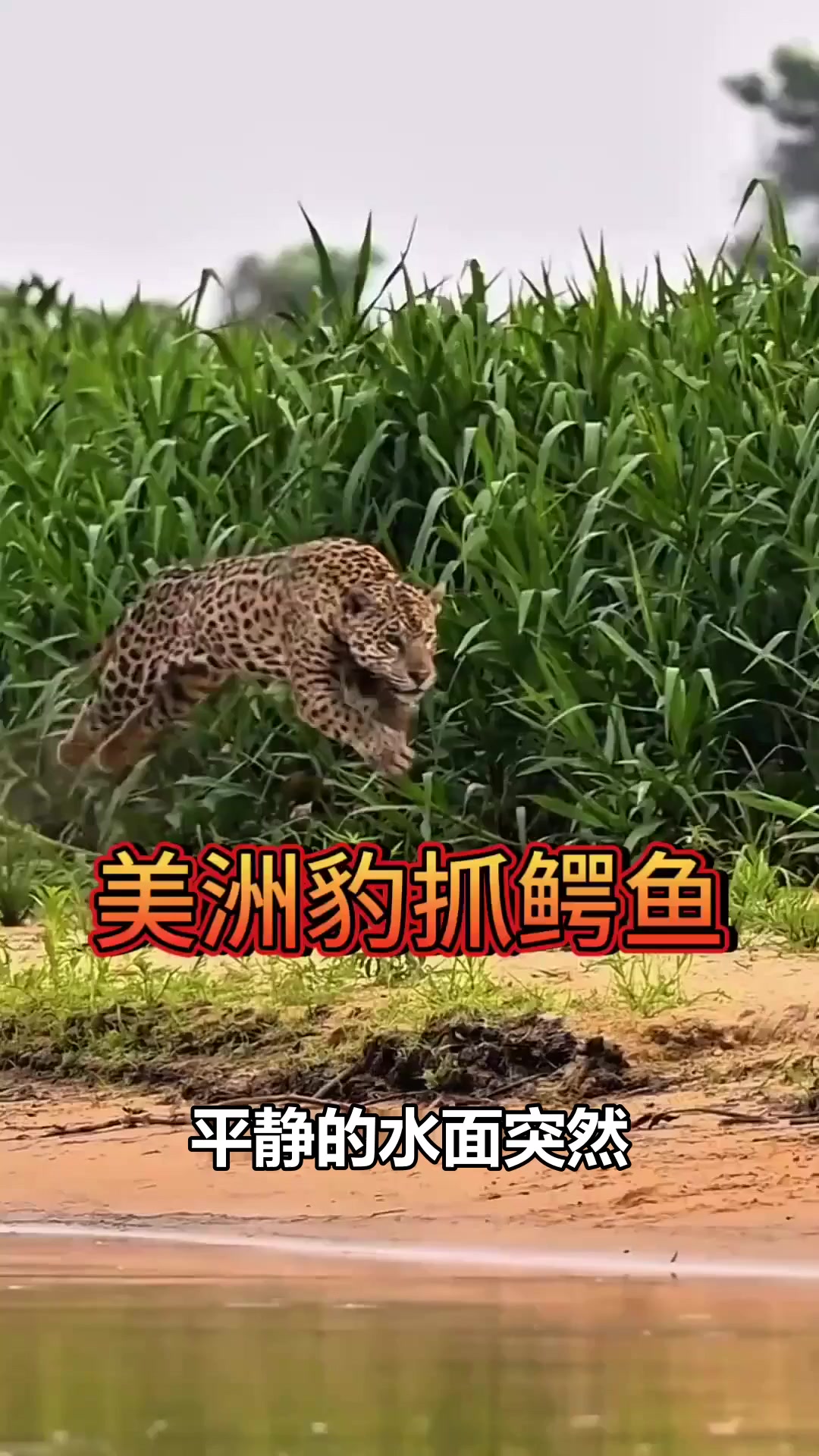 美洲豹水中突袭鳄鱼，生死搏斗震撼上演！