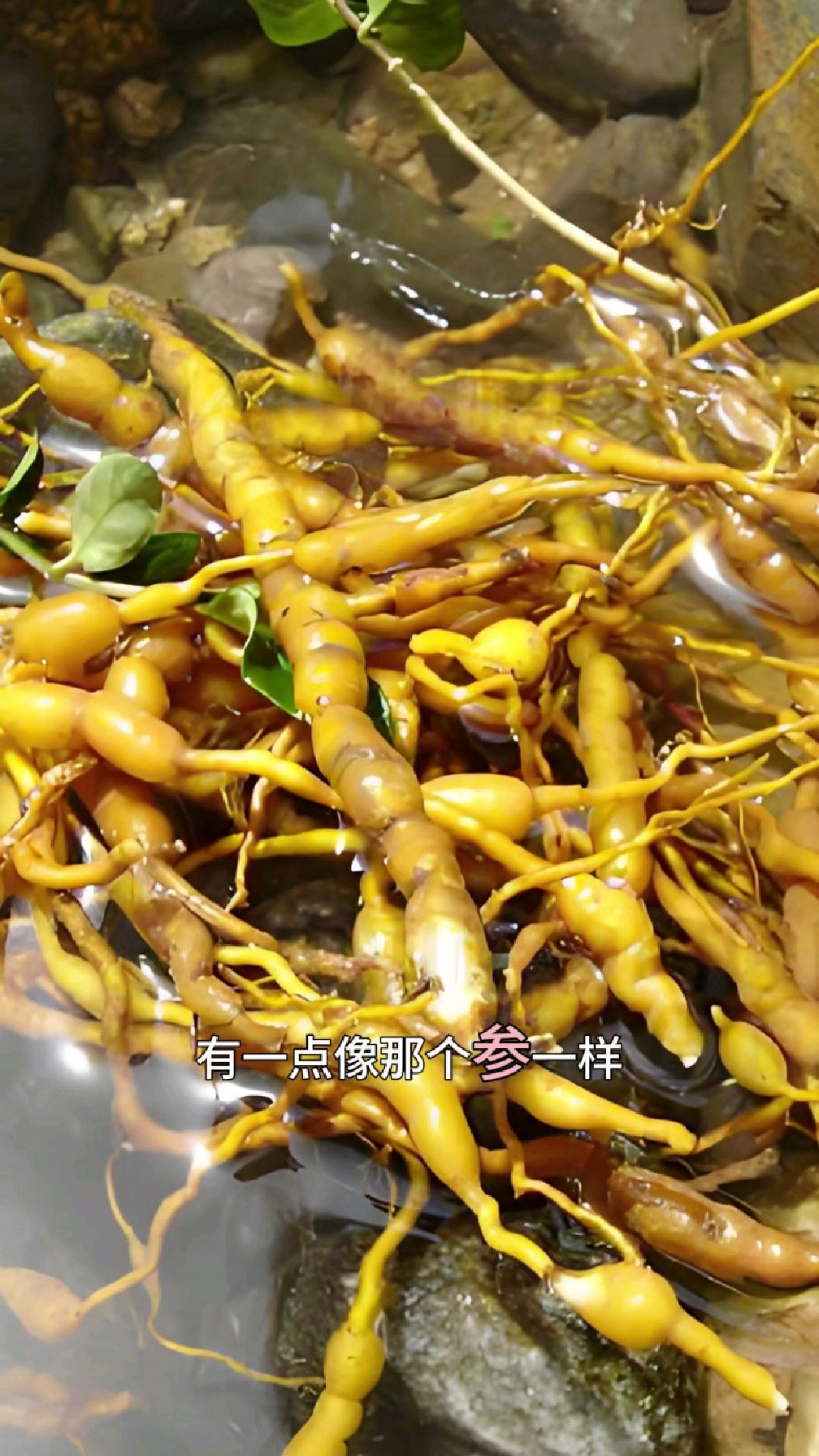 黄鸡胖名字的由来故事
