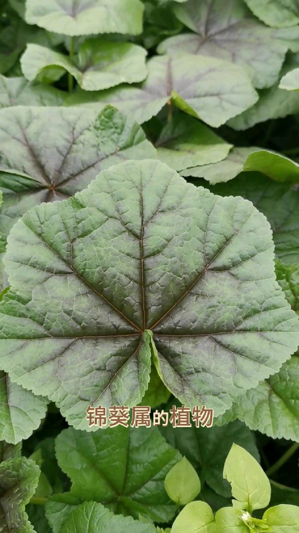 冬寒菜你们吃过吗?涮火锅好吃