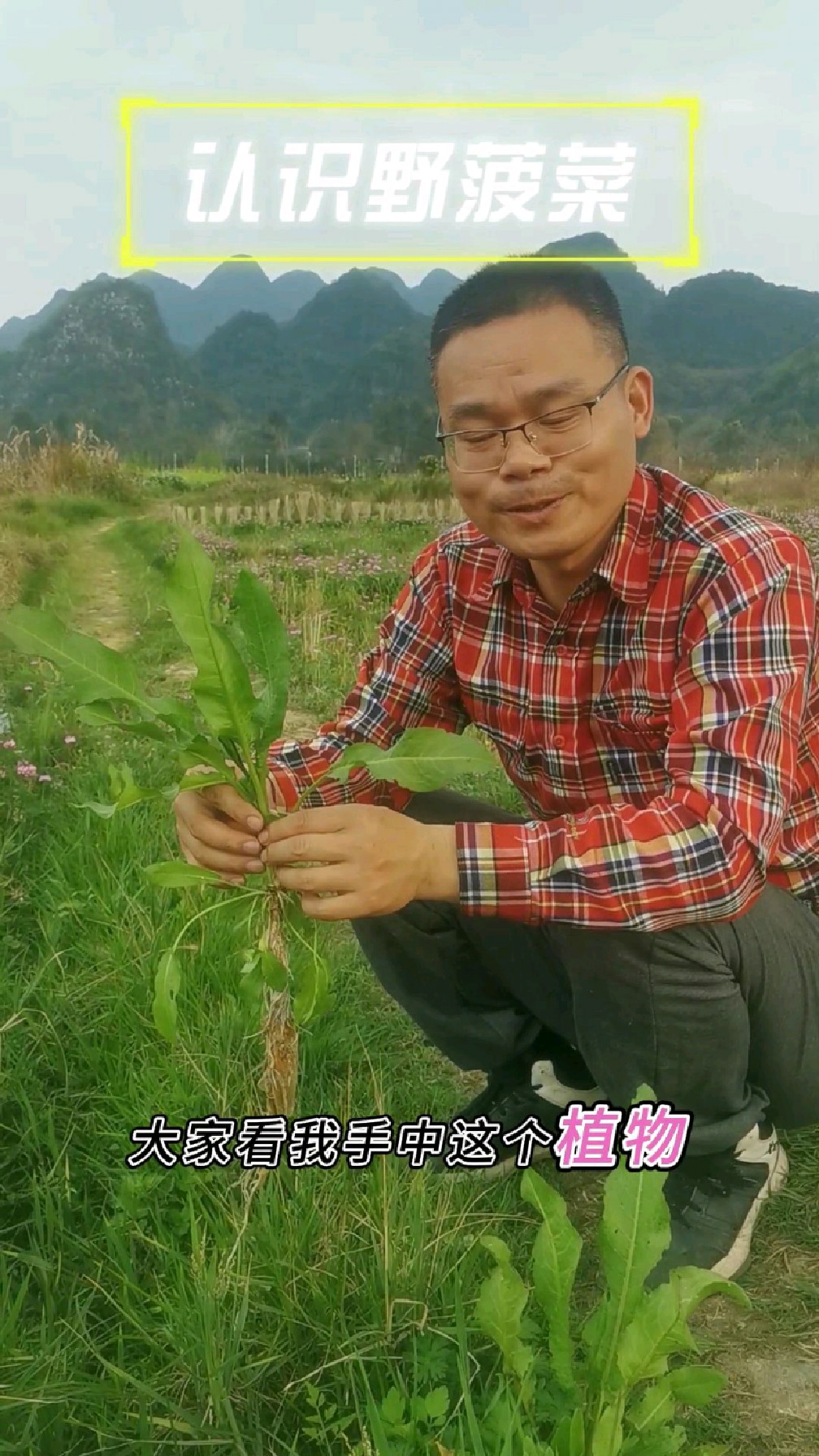 野菠菜为什么又叫土大黄