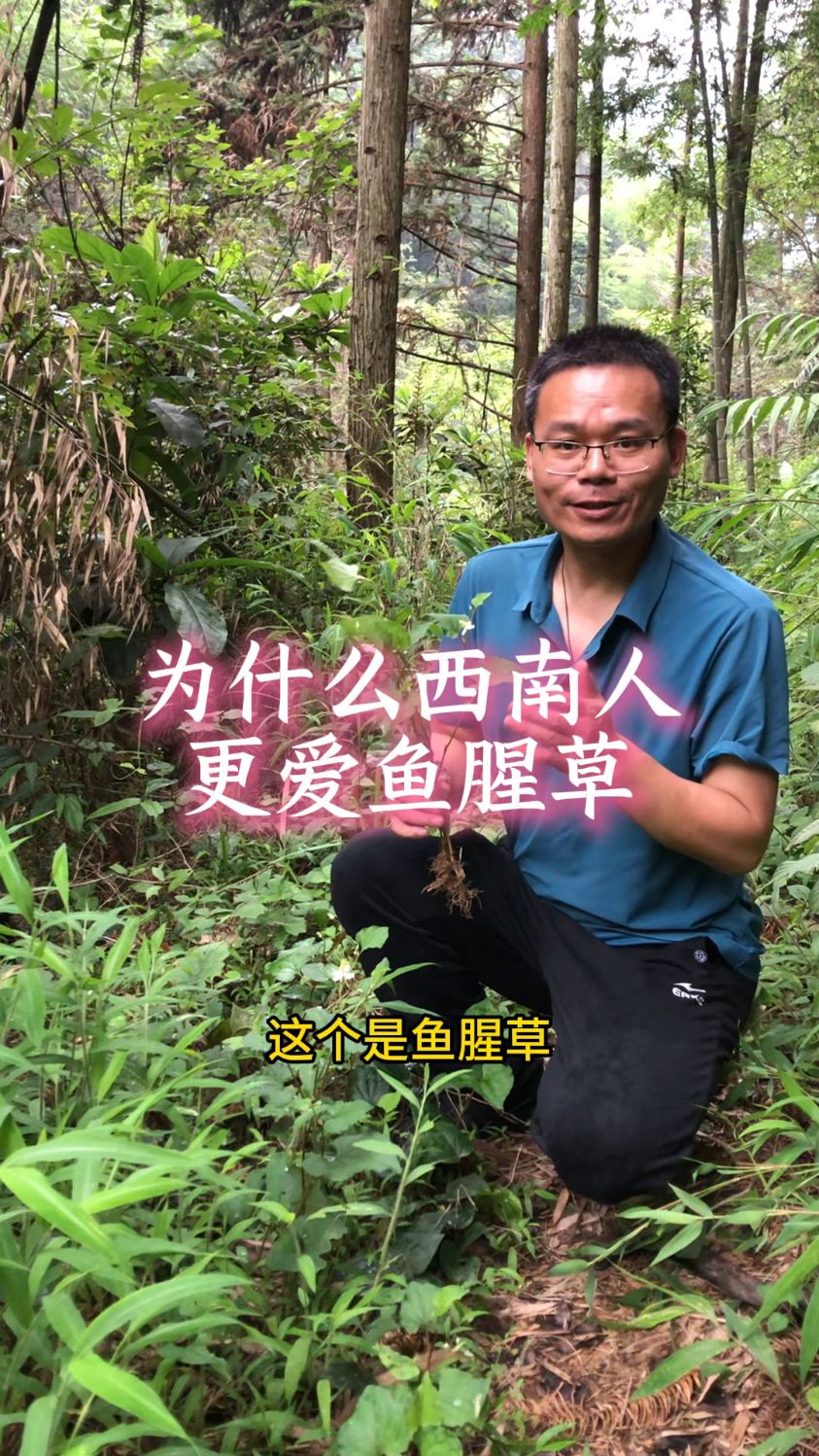 为什么西南人更爱鱼腥草