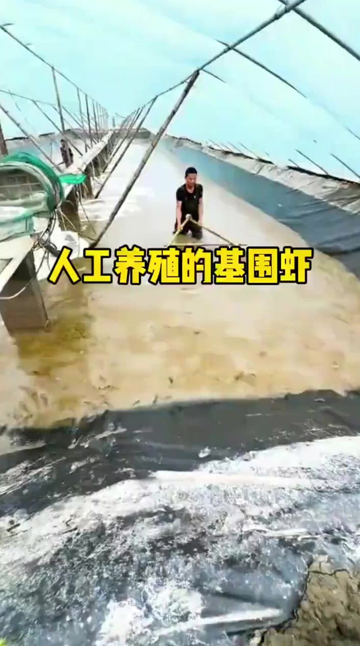 就是养殖基围虾的现场