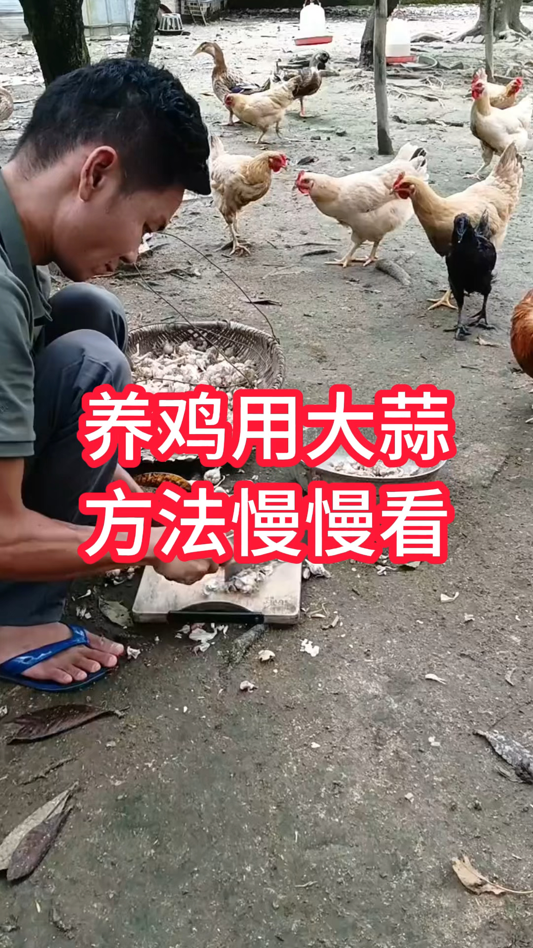 鸡鸭鹅养殖#鸡鸭鹅养殖方法##鸡鸭鹅养殖 #生态养殖