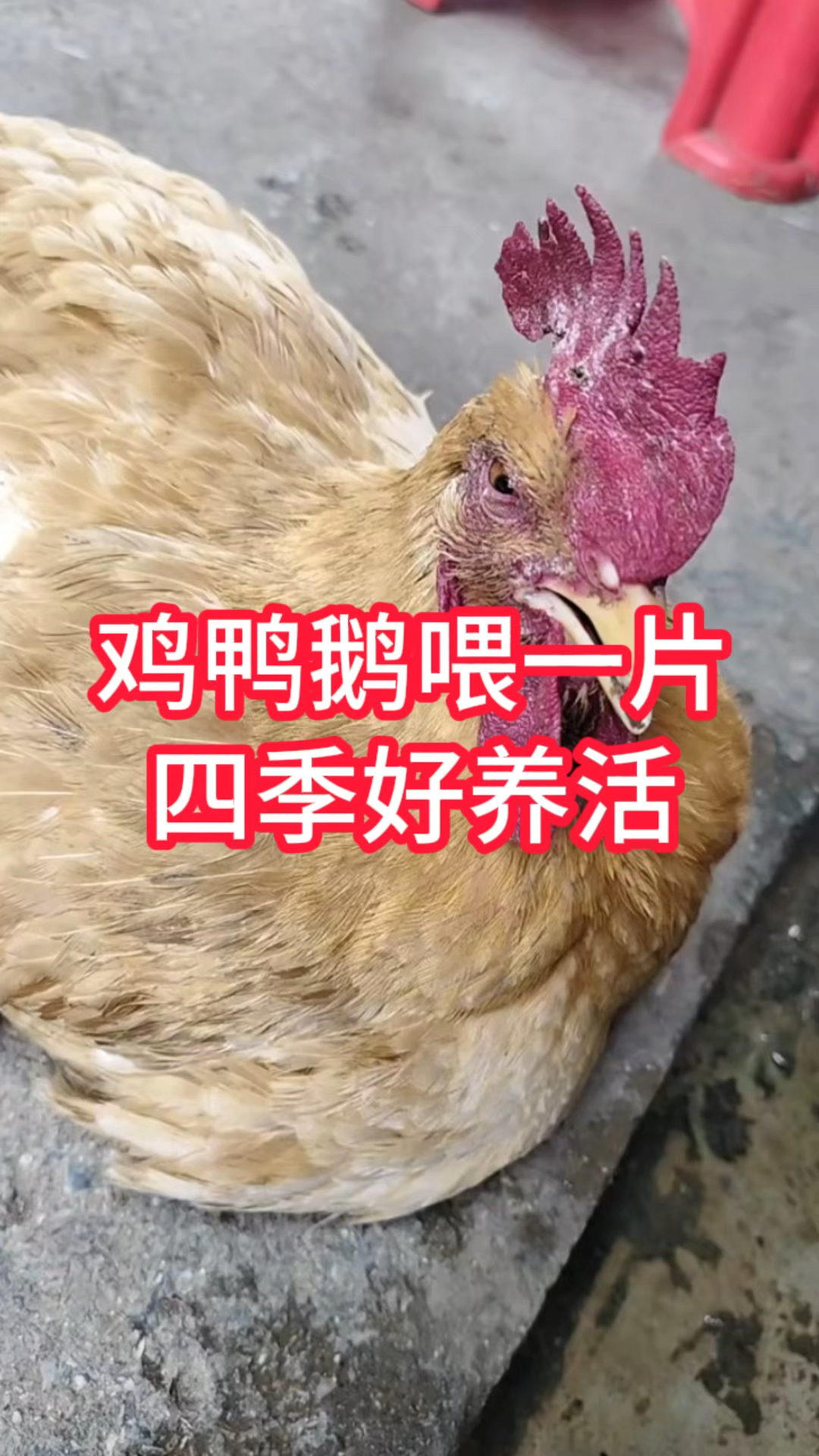 鸡鸭鹅养殖#鸡鸭鹅养殖 #鸡鸭鹅养殖技术 #鸡鸭鹅好物推荐