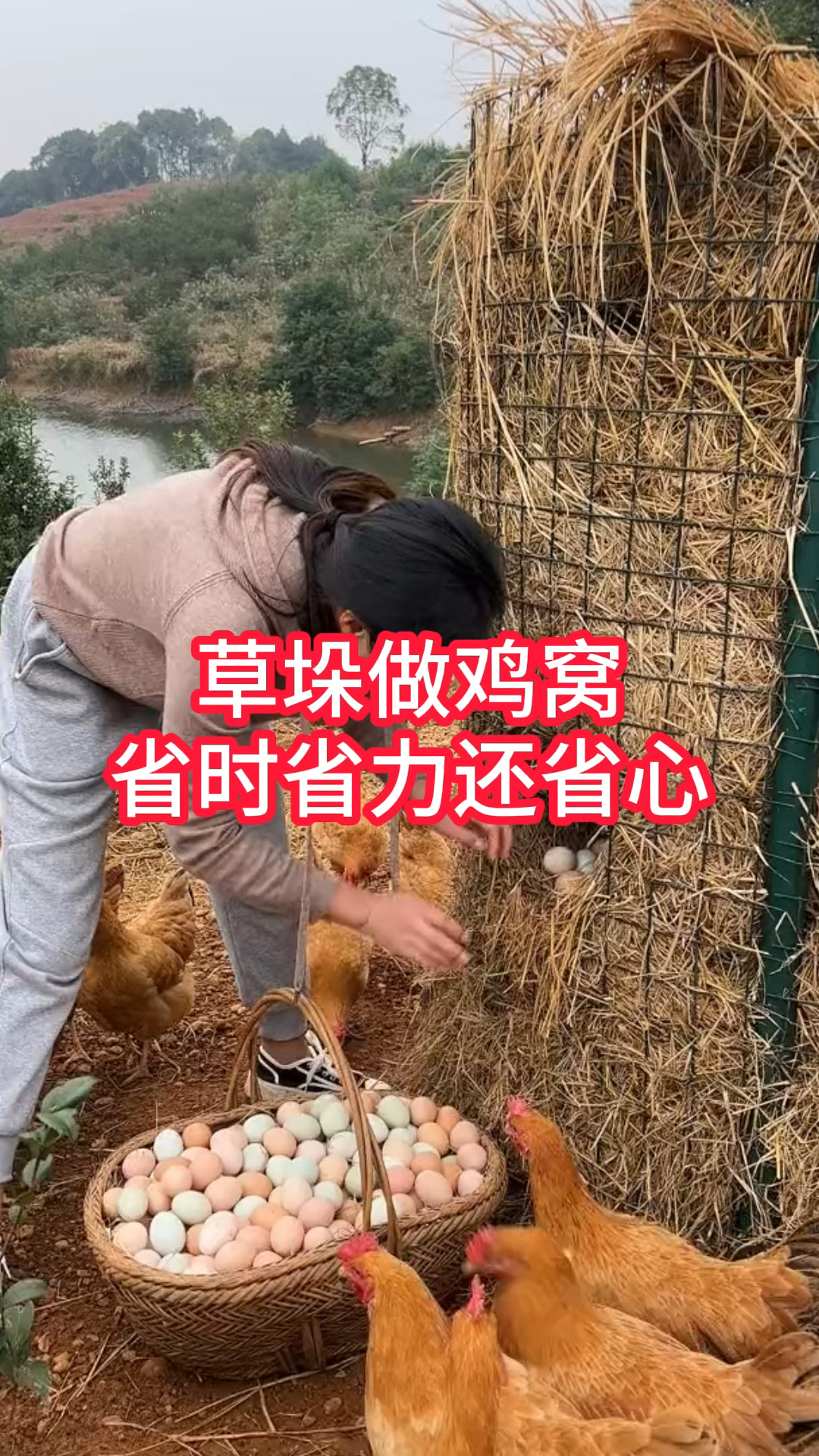 草垛这样做鸡窝,不怕下雨天,不踏窝,母鸡下蛋很舒服。冬暖夏凉