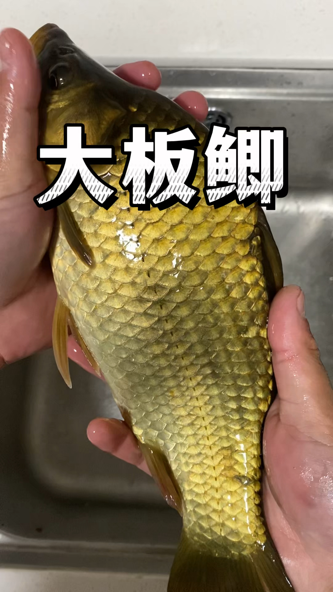 多少个鳞片才是土鲫鱼?