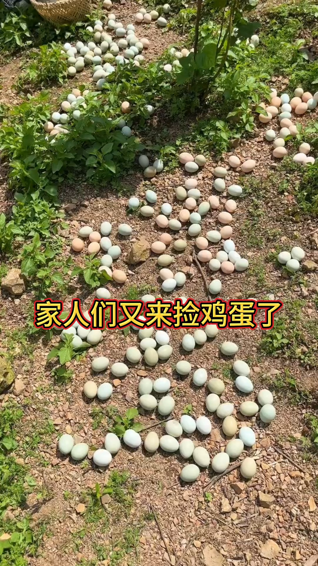 现捡现发,新鲜的土鸡蛋来了。有需要的可以点头像进入直播间。