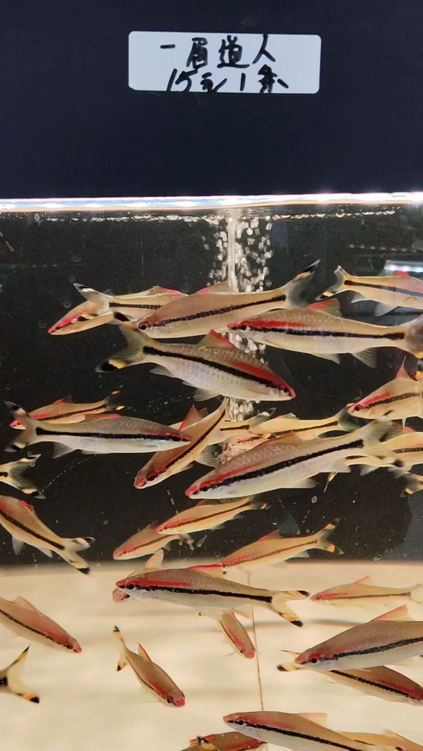 过来广州水族馆找安缘,顺便了解一眉道人鱼,它是群游鱼也要光照